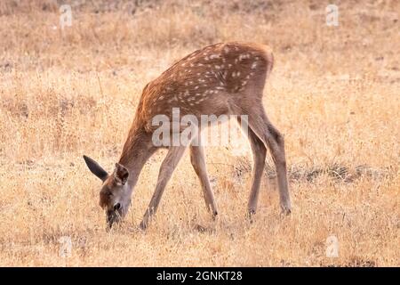 Ein Hirsch, der im Herbst im trockenen Gras grast Stockfoto