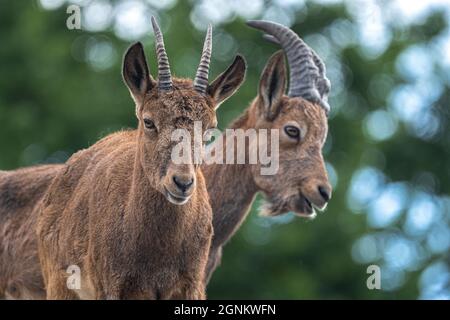 Weiblicher sibirischer Steinbock (Capra sibirica) Stockfoto