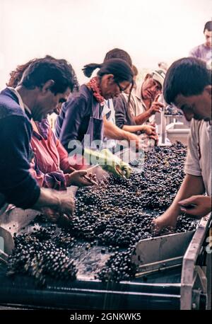 Weinlese-Erntemaschinen Chateau Petrus sorgfältige Sortierung am Erntetisch frisch geerntete Merlot-Trauben (Triage) bei Château Pétros, Pomerol, Gironde, Frankreich. [Pomerol/Bordeaux] Stockfoto