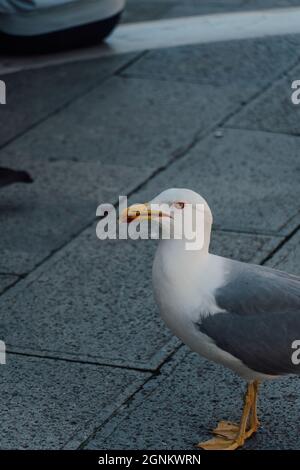 Eine vertikale Aufnahme einer schönen Möwe, die auf einem Betonboden auf der Straße thront Stockfoto