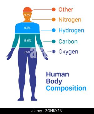 Abbildung des Vektorgrafiks der menschlichen Körperzusammensetzung. Liste der chemischen Elemente, die in einem menschlichen Körper enthalten sind. Stock Vektor