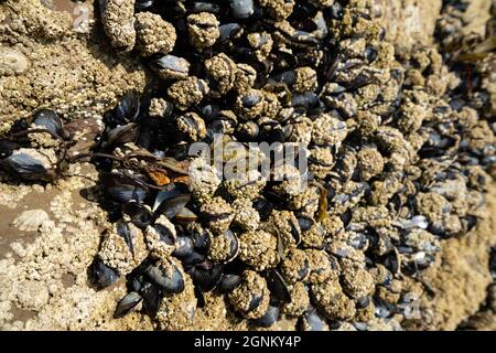 Miesmuscheln und Nasenküsten an der felsigen Küste bei Ebbe in Cornwall Stockfoto