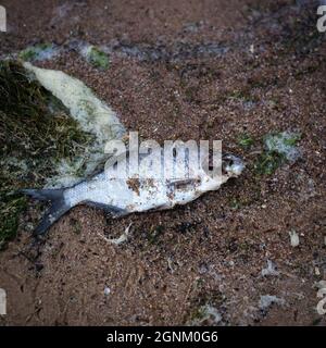 Toter Fisch am Ufer des Sees. Fisch auf dem Sand. Stockfoto