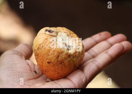 Palme mit Avocado-Samen, bereit zum Anpflanzen, Avocado-Stein für die Landwirtschaft Stockfoto