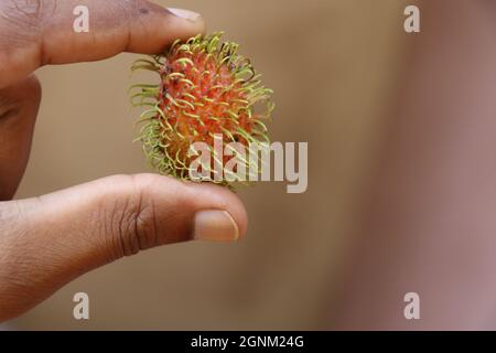 Reifer Rambutan, bereit zu essen in der Hand gehalten, ist Rambutan eine Frucht, die in Südostasien weit verbreitet ist und der Litschi ähnelt Stockfoto