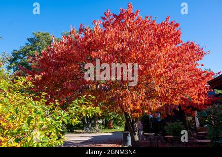 Helsinki / Finnland - 26. SEPTEMBER 2021: Ein schöner Baum in den Herbstfarben vor einem Café. Stockfoto