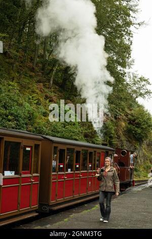 Dampflokomotive mit roten Wagen, die weißen Rauch durch den walisischen Wald walisischen Stockfoto