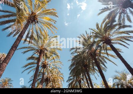 Hohe Palmen an der Promenade de la Croisette in Cannes, Cote d'Azur, Französische Riviera Stockfoto