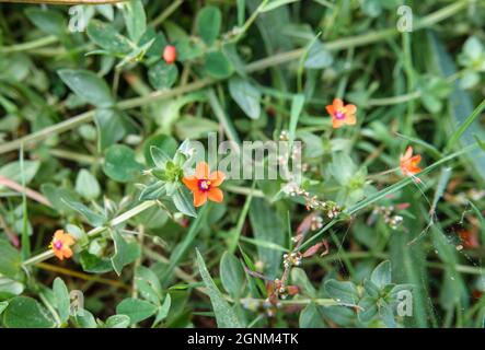 Nahaufnahme der wunderschönen, winzigen roten Blüten der scharlachroten Pimpernale (anagallis arvensis), die wild auf den Chalklands der Salisbury Plain, Wiltshire, Großbritannien, wachsen Stockfoto