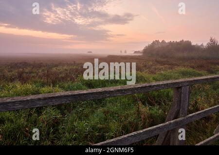 Früher Nebel über Federseeried bei Sonnenaufgang in Bad Buchau, Deutschland. Stockfoto