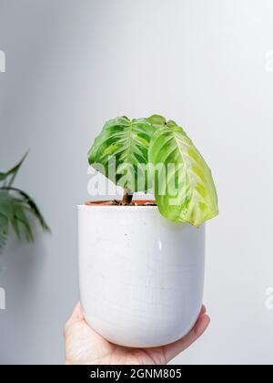 Gebetspflanze Maranta Kerchoveana variegata oder variegated maranta in einem Blumentopf von einer kaukasischen Hand gegen einen weißen Hintergrund gehalten. Seltene Pflanze. Stockfoto