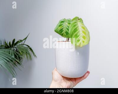 Gebetspflanze Maranta Kerchoveana variegata oder variegated maranta in einem Blumentopf von einer kaukasischen Hand gegen einen weißen Hintergrund gehalten. Seltene Pflanze. Stockfoto