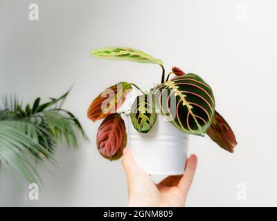 Gebetspflanze Maranta Leuconeura var. erythroneura oder Maranta Leuconeura fascinator tricolor in einem Blumentopf, der von einer kaukasischen Hand gehalten wird. Stockfoto