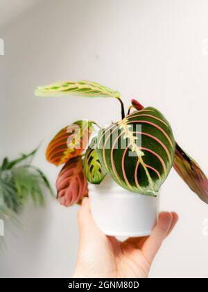 Gebetspflanze Maranta Leuconeura var. erythroneura oder Maranta Leuconeura fascinator tricolor in einem Blumentopf, der von einer kaukasischen Hand gehalten wird. Stockfoto