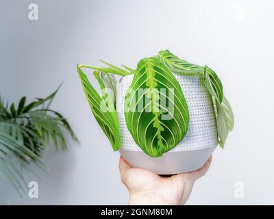 Gebetspflanze Maranta Leuconeura Lemon Lime in einem Blumentopf, der von einer kaukasischen Hand vor einem weißen Hintergrund gehalten wird. Seltene Pflanze. Stockfoto