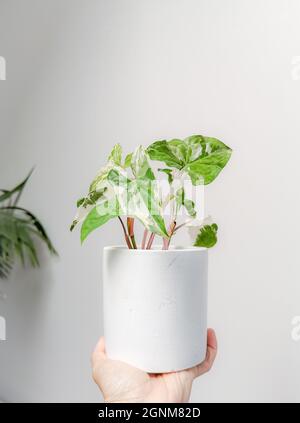 Hand, die ein weiß-buntes Syngonium oder Syngonium podophyllum albo variegata vor einem weißen Hintergrund hält. Seltene Pflanze. Dschungelinterieur. Stockfoto