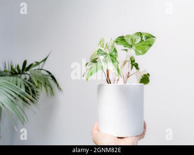 Hand, die ein weiß-buntes Syngonium oder Syngonium podophyllum albo variegata vor einem weißen Hintergrund hält. Seltene Pflanze. Dschungelinterieur. Stockfoto
