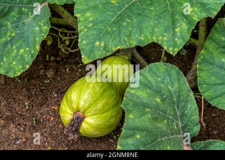 Butternut-Kürbis, Cucurbita moschata, wächst auf einem Norfolk-Gemüsegarten. Stockfoto