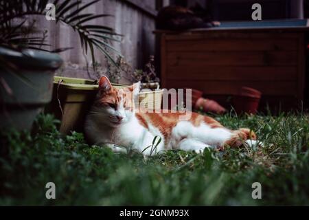 Schöne weiße und rotbraune Katze, die einen sonnigen Tag im Garten genießt Stockfoto