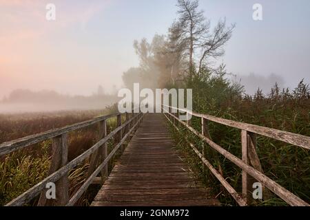 Holzboardwalk Federseesteg führt bei Sonnenaufgang durch die Schilflandschaft in Bad Buchau, Deutschland. Stockfoto