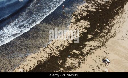 salvador, bahia, brasilien - 25. september 2021: Wasserpflanzen, die im Volksmund als Sergasso bekannt sind, sind am Strand von Itapua in der Stadt Salvador zu sehen. Stockfoto