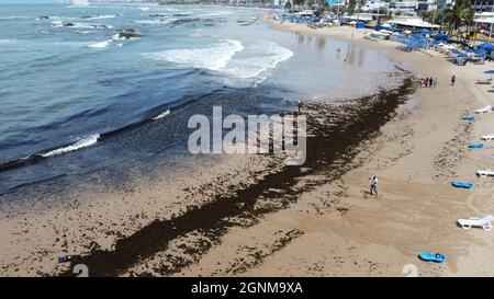 salvador, bahia, brasilien - 25. september 2021: Wasserpflanzen, die im Volksmund als Sergasso bekannt sind, sind am Strand von Itapua in der Stadt Salvador zu sehen. Stockfoto