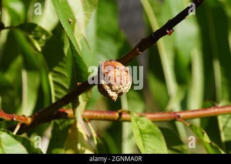 Nahaufnahme ausgetrockneter, fauler Pfirsich im peachtree, Prunus persica Melred. Holländischer Garten, Spätsommer, Herbst, September, Niederlande Stockfoto