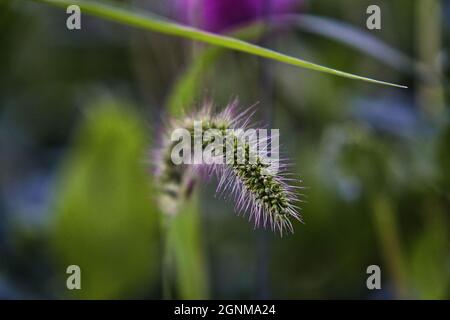 Eine Makroaufnahme des grünen Fuchsschwanzes (Setaria viridis), der im Garten wächst Stockfoto