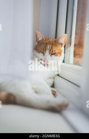 Hübsche weiße und rotbraune Katze schläft friedlich auf dem Fensterbrett Stockfoto