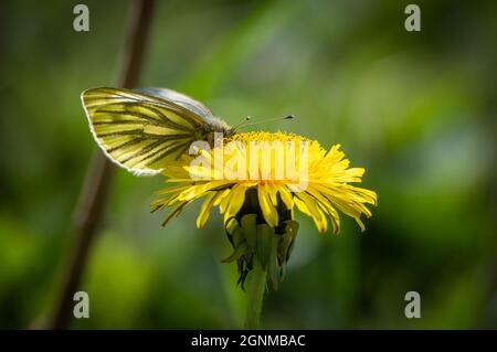 Grüner Äderchen Weißer Schmetterling, der auf einem Doldenmitenzapfen ruht Stockfoto