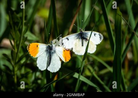 Männliche und weibliche Schmetterlinge mit orangefarbener Spitze Stockfoto