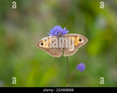 Maniola jurtina, der braune Schmetterling der Wiese, der auf einer Blume ruht. Stockfoto