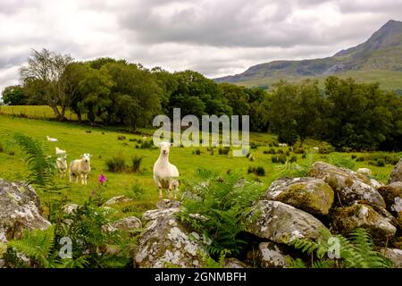 Schafe weiden auf einem Feld im Snowdonia National Park in Nordwales, Großbritannien Stockfoto