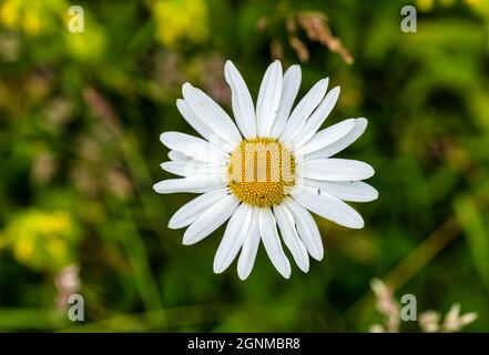 Nahaufnahme von shasta Daisy (Leucanthemum superbum) mit kleinen Ameisen, East Lothian, Schottland, Großbritannien Stockfoto