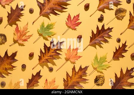 Herbstmuster aus Laub und Eicheln auf gelbem Hintergrund Stockfoto