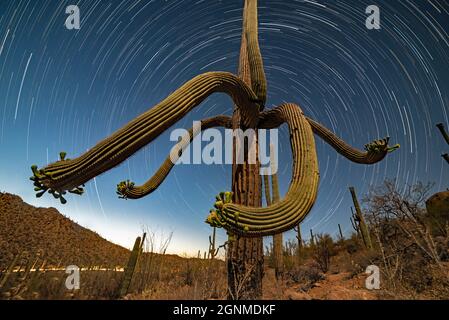 Saguaro Cactus Star Trails Stockfoto