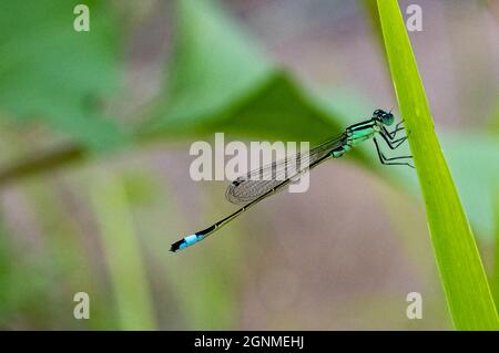 Eine Coenagrion mercuriale oder Quecksilberblut-Damselfliege auf einem grünen Blatt Stockfoto