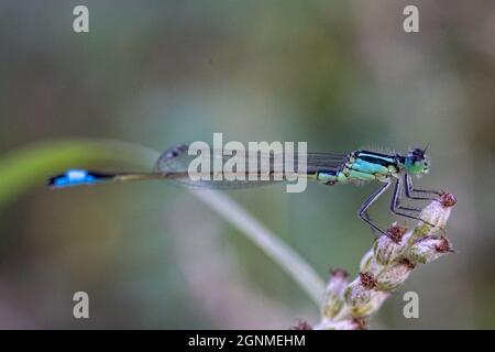 Eine Coenagrion mercuriale damselfly, die auf einer Pflanze thront Stockfoto