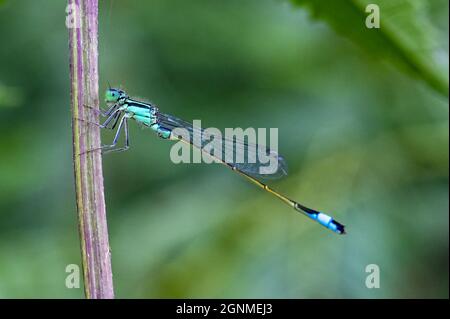 Eine Coenagrion mercuriale oder Süddamselfly steht auf einem Zweig Stockfoto