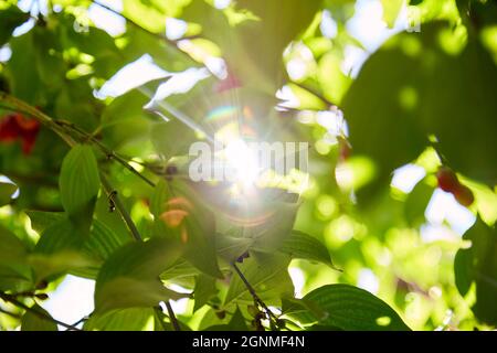 Baum mit Dogwood-Früchten an einem hellen sonnigen Tag. Natürlicher Hintergrund. Hochwertige Fotos Stockfoto