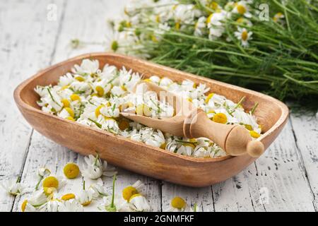 Holzschale mit gerupften Gänseblümchen, Holzlöffel Kamillenknospen und Blumenstrauß auf weißem Holztisch. Alternative Medizin. Stockfoto