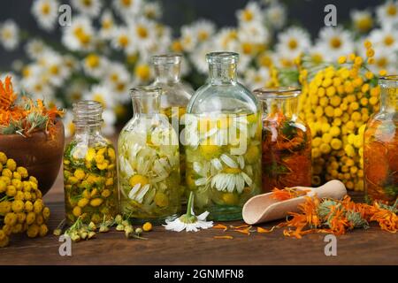 Flaschen ätherisches Öl oder Kräuteraufguss - Tansy, Kamille, Ringelblume, Heilpflanzen und Kräuter auf Holztisch. Alternative Medizin. Stockfoto