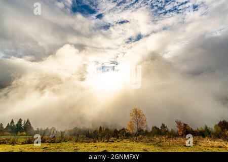 Majestätische, alleinstehende Buche an einem Hang mit sonnigen Balken im Bergtal Stockfoto