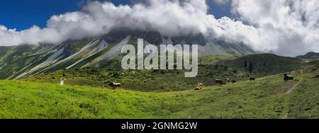 Panoramablick auf die Weidekuh auf der Grünen Wiese in Tirol. Panorama der landschaftlich reizenden Natur mit Rindern, Stubaier Alpen, Felsen im Wolken- und Grastal. Stockfoto