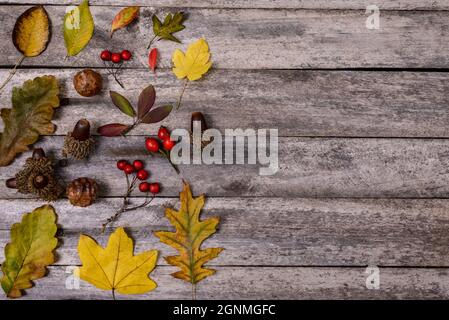 Draufsicht auf verschiedene bunte Herbstblätter, Eicheln und Hagebuttenbeeren auf Holzhintergrund mit Platz für Text. Stockfoto