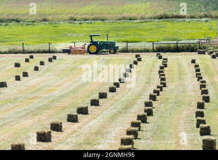 Ein Bauerntraktor wartet darauf, Heuballen von einem Heufeld zu ernten. Stockfoto