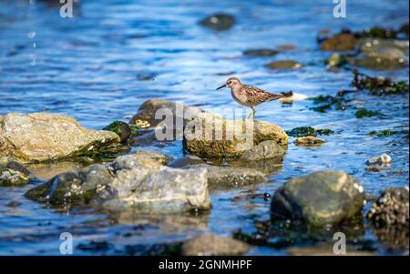 Ein am wenigsten sandpiper ' Calidris minutilla ' sucht Nahrung in einer Gezeitenzone in Kanada. Stockfoto