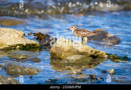 Ein am wenigsten sandpiper ' Calidris minutilla ' sucht Nahrung in einer Gezeitenzone in Kanada. Stockfoto