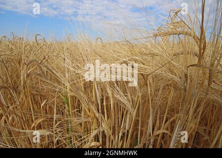 Nahaufnahme des reifen Gerstenfeldes. Bio-Getreideernte mit goldenen Stacheln, trockenen Körnern und langen Garnelen. Ernte, Agronomie. Hordeum vulgare. Stockfoto