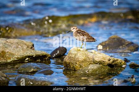 Ein am wenigsten sandpiper ' Calidris minutilla ' sucht Nahrung in einer Gezeitenzone in Kanada. Stockfoto